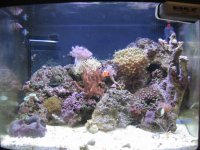 Aquarium_Renzo 008.jpg