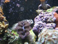 UnknownAnthias038.jpg