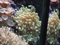 some corals 11-17-07 015.jpg