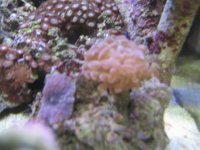 Aquarium_Renzo 009.jpg