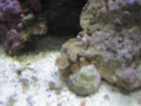 Aquarium_Renzo 014.jpg