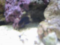 Aquarium_Renzo 015.jpg