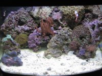 Aquarium_Renzo 020.jpg