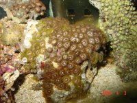 zoa.JPG