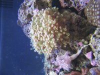 Aquarium_Renzo 011.jpg