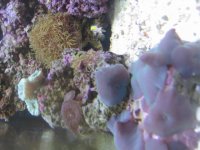 Aquarium_Renzo 013.jpg