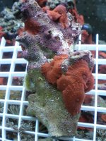 reef tank 2 pix 001.jpg