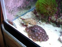 Reef Tank! 016.jpg