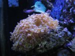 REEF 007_640x480.jpg