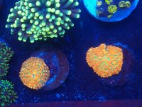 IMG_20201118_134356717~2.jpg