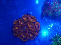 IMG_20201118_134555619~2.jpg