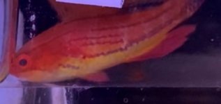 wrasse1.jpg
