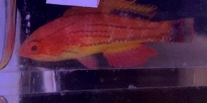 wrasse2.jpg