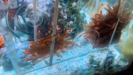 anenome2.jpeg