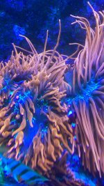 anenome3.jpeg