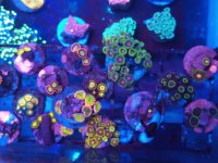 IMG_20201223_170121061.jpg