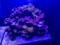 Reef Right Side.jpg