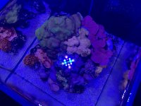 Reef Straight Down.jpg