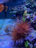 FireUrchin - 1 (1).jpeg