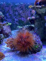 FireUrchin - 1.jpeg