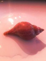 Tulip Snail.jpg