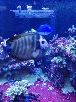 Sailfin01.jpg
