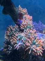 32CDC5C6-1CDA-4B17-9647-FF7C773950BD.jpeg