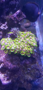 zoas.jpg