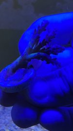 CA2129D6-7738-438F-8035-3021CE76C107.jpeg