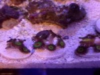 zoas.jpg