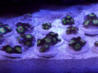 zoas 2.jpg