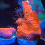 B1428155-C485-44C3-8EBD-28E128E9BC54.png