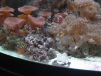 fishtankjan20082.jpg