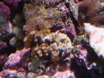DSC00520.JPG
