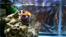 2.5G under 4.6W Wingo Optimized LED Lighting without Actinics P1020679 copy.jpg