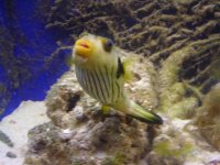 Striped Puffer.JPG
