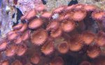 zoas & palys 010_800x492.jpg