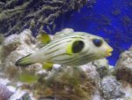 Striped Puffer 2.JPG