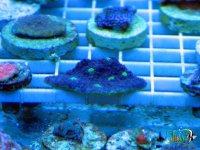 IMG_6211.jpg