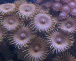 zoas & palys 005_751x600.jpg