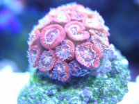 AUSIE MICRO1.JPG