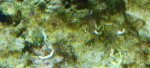 tube worm.jpg