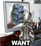 Copy of want.jpg