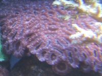 pink acan 2.JPG