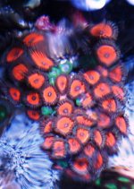 zoas.JPG