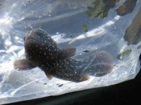 grouper 006.jpg