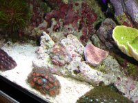 Reef Tank! 017.jpg