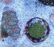 acan colony.JPG