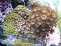 zoos on big rock 001.jpg