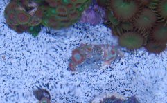 acan frag.JPG